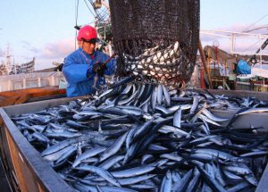日本で秋刀魚が獲れない理由は？あのお隣の国は大漁！？SUSHI TIMES ORIGINALS
